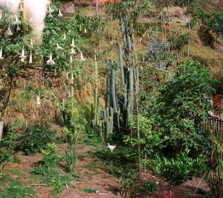 Louidgi Beltrame, Jardín medicinal, San Pedro, Flor y Pondio