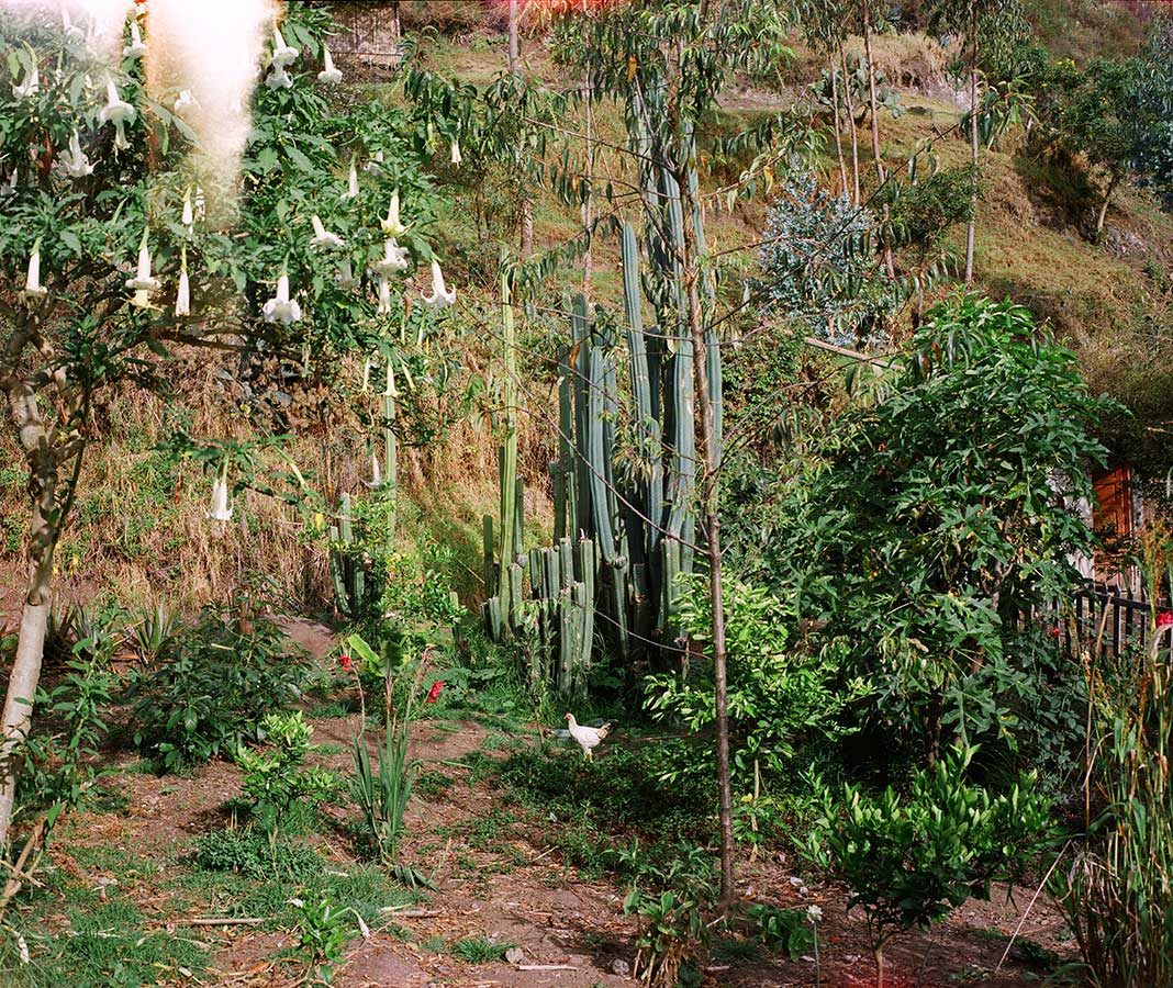 Louidgi Beltrame, Jardín medicinal, San Pedro, Flor y Pondio