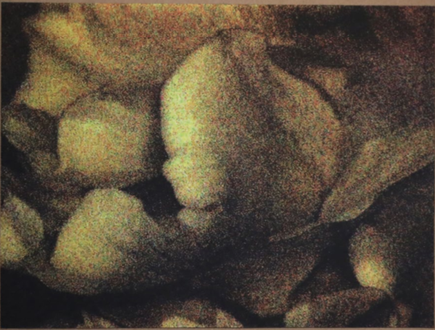 Anne-Charlotte Finel, Triste champignionniste 1, sérigraphie (quadrichromie), 2017, 45 x 60 cm