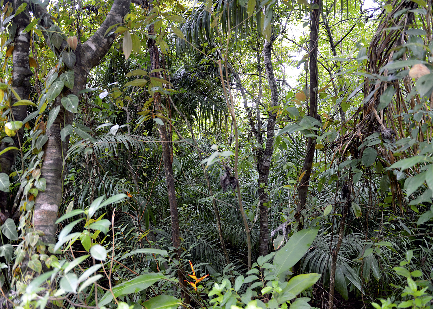 Clarisse Hahn, Jungle I, 2017-2018, série NATUR (invented Edens)