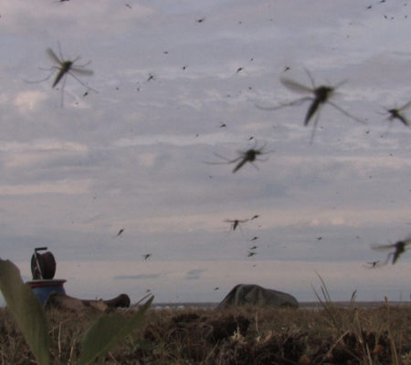 Ariane Michel, Le Camp, 2009, installation vidéo