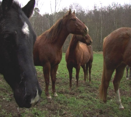 Ariane Michel, "Rêve de cheval", 2004, vidéo, 10'