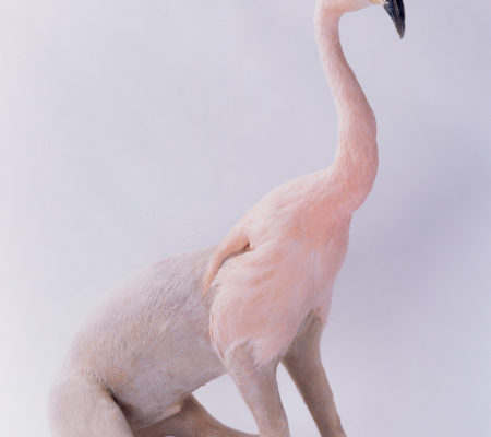 Flamingo:pig