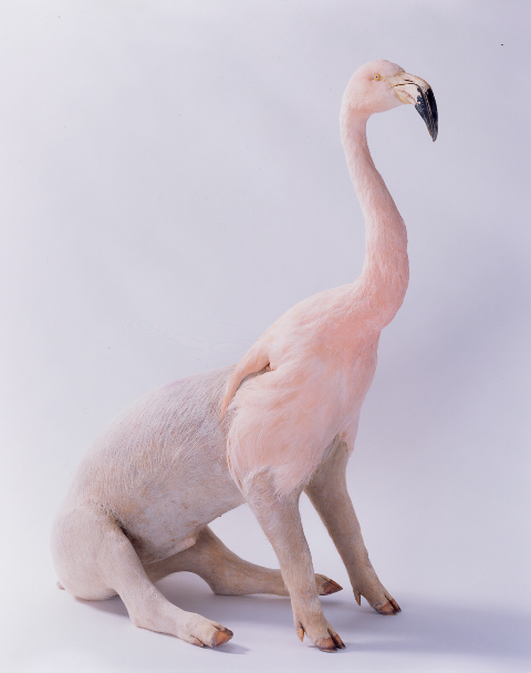Flamingo:pig